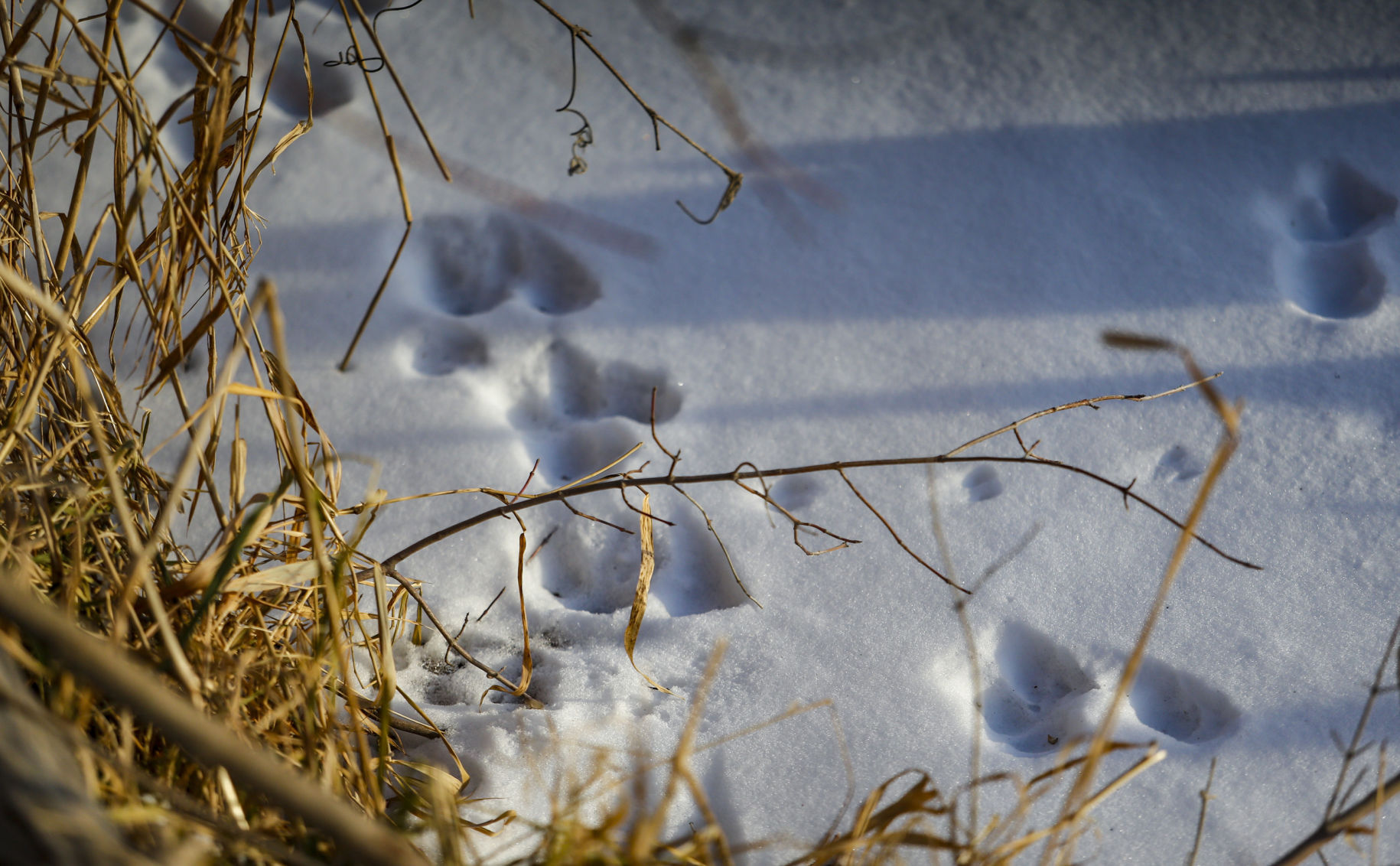 122016-BALD-EAGLE-DAYS-006